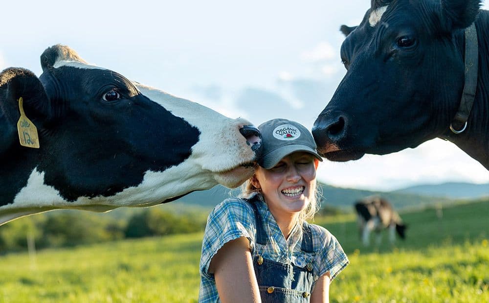 Two cows kissing an Organic Valley farmer in the pasture