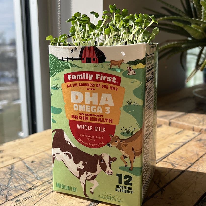 Seeds sprouting in a recycled milk carton.